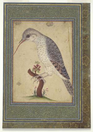 Ali Naqi, Wryneck on a Branch, 1700–1701, Safavid, Yale University Art Gallery